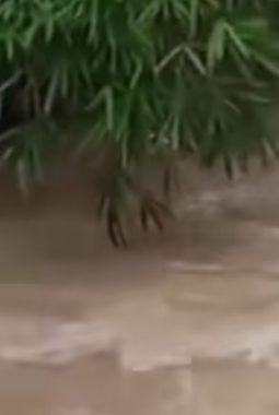 Dugaan Pencemaran Sungai, Warga Minta DLH Periksa PT BPM Barito Selatan